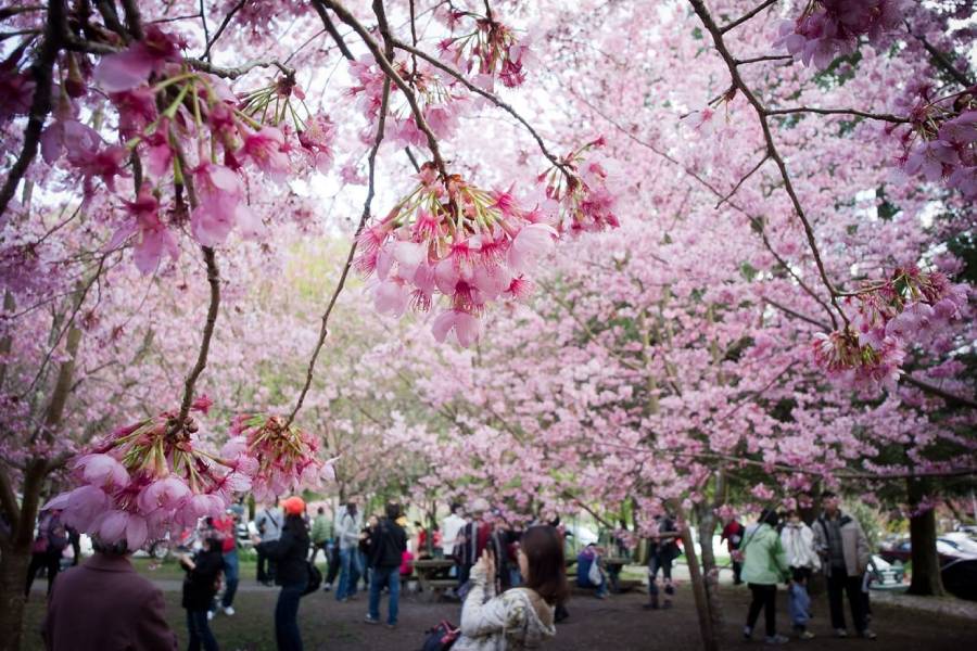 Festivals of Halong Bay in March