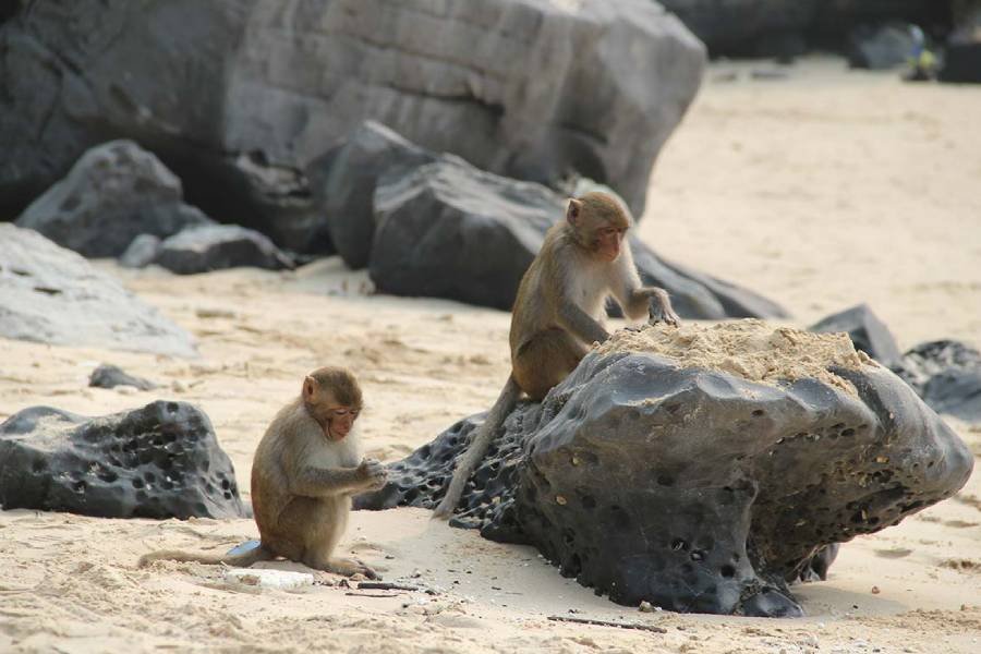 Visit Monkey Island