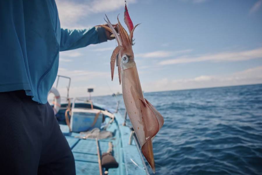 Best month for squid fishing Vietnam