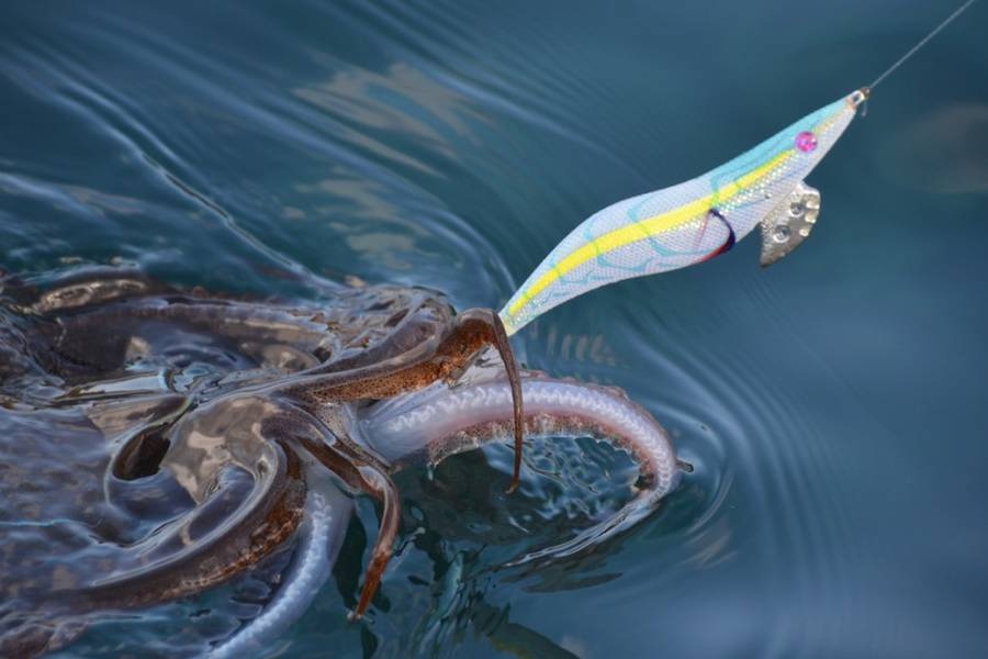 Key to success is using "egi" or squid jigs